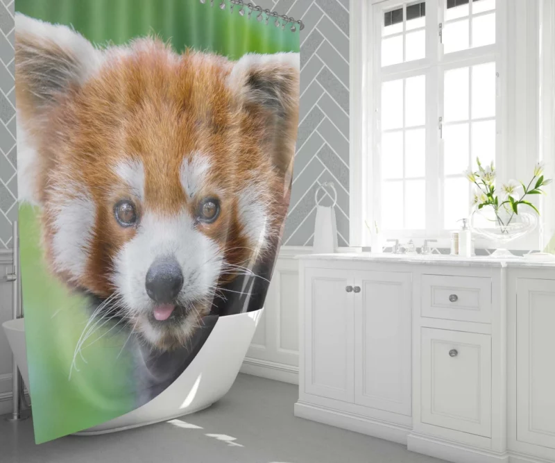 Red Panda Intense Stare Nature Wonder Shower Curtain 1