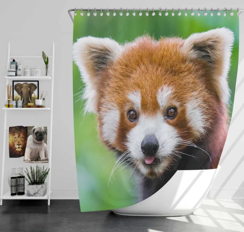 Red Panda Intense Stare Nature Wonder Shower Curtain