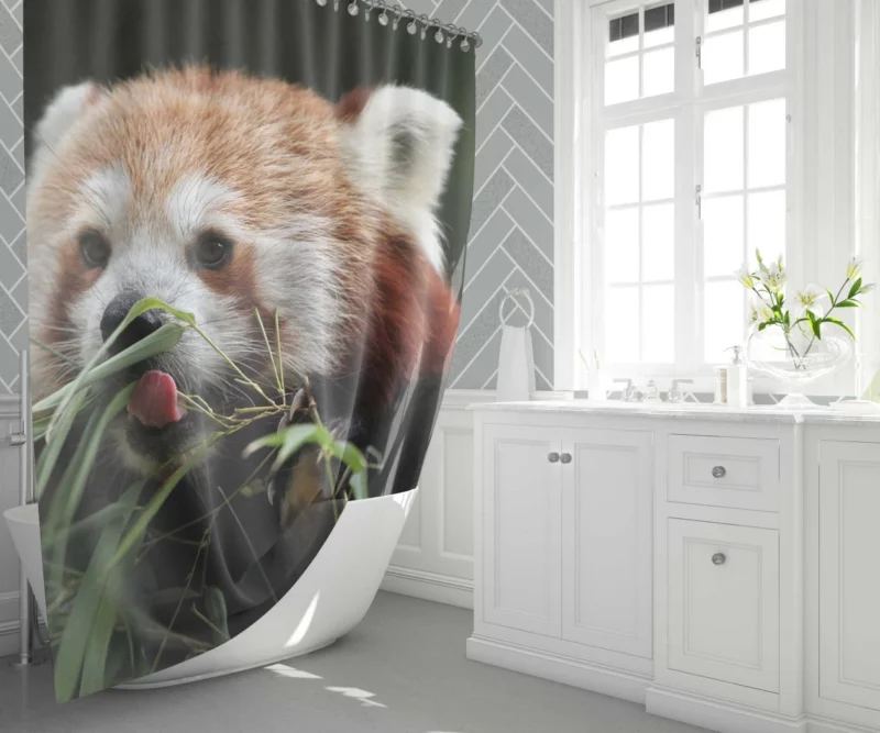 Red Panda Playful Charm Shower Curtain 1