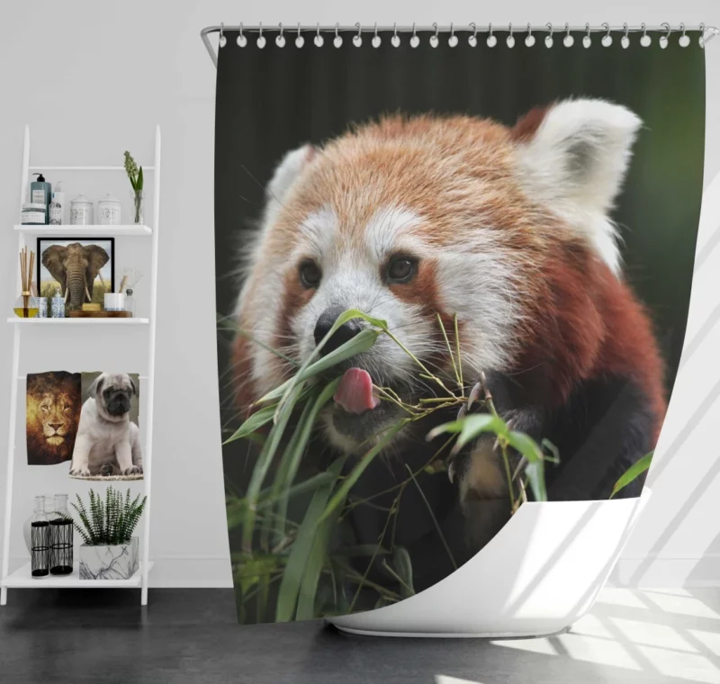 Red Panda Playful Charm Shower Curtain