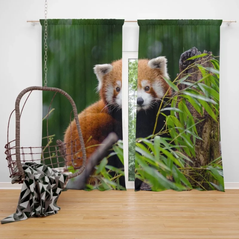 Red Panda Playfulness Curtain