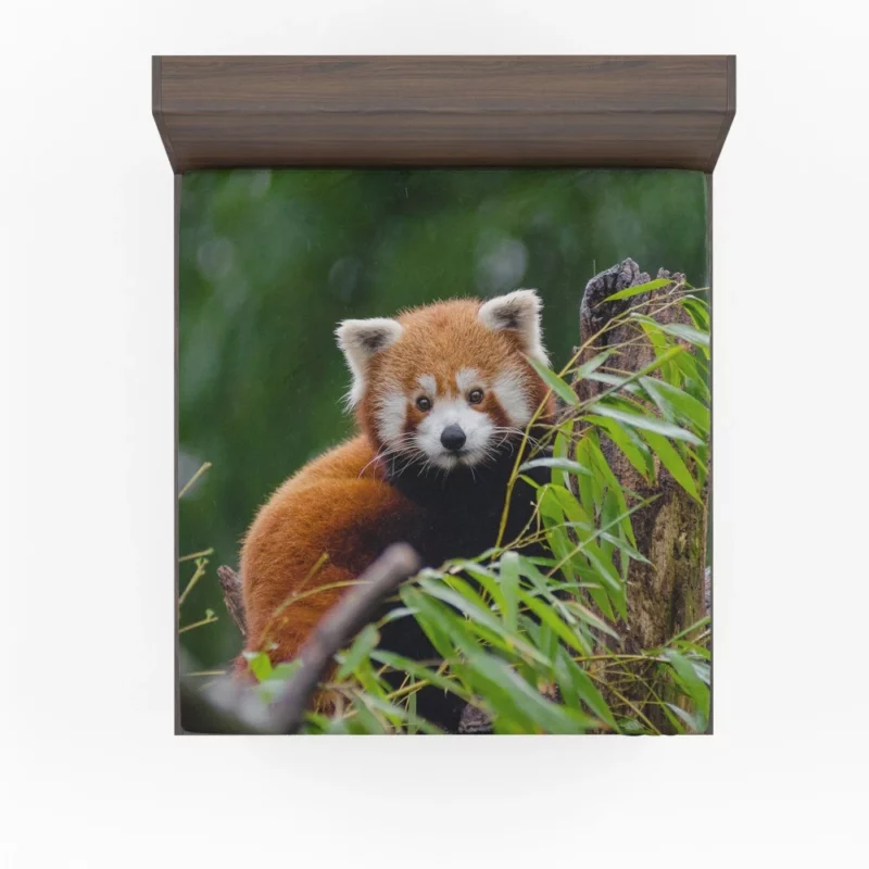 Red Panda Playfulness Fitted Sheet 1