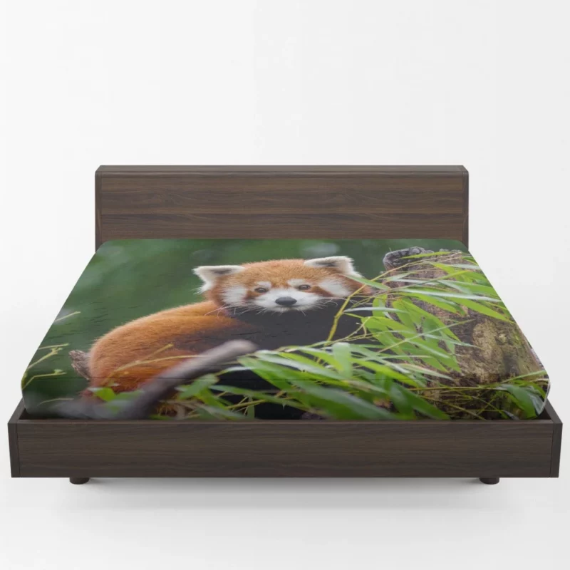 Red Panda Playfulness Fitted Sheet