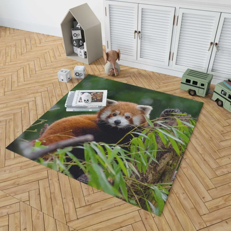 Red Panda Playfulness Rug 1