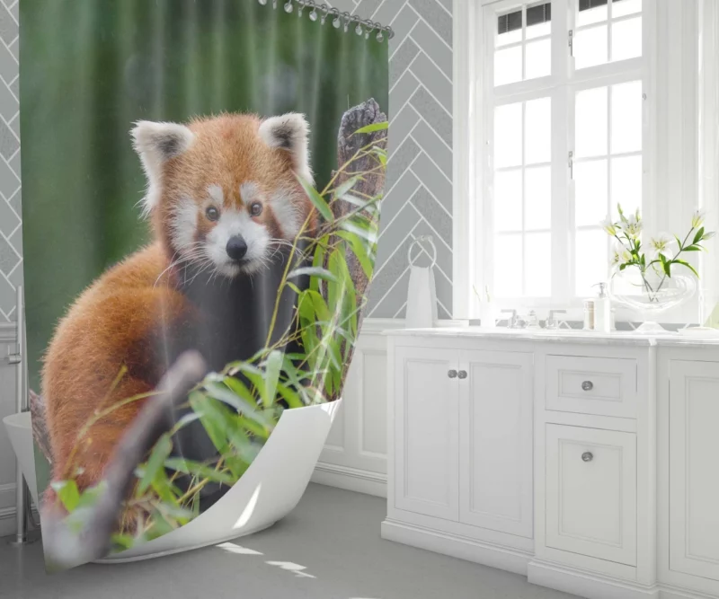 Red Panda Playfulness Shower Curtain 1