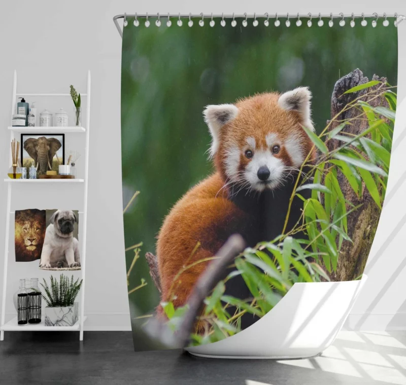 Red Panda Playfulness Shower Curtain