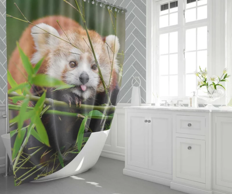 Red Panda Shower Curtain 1