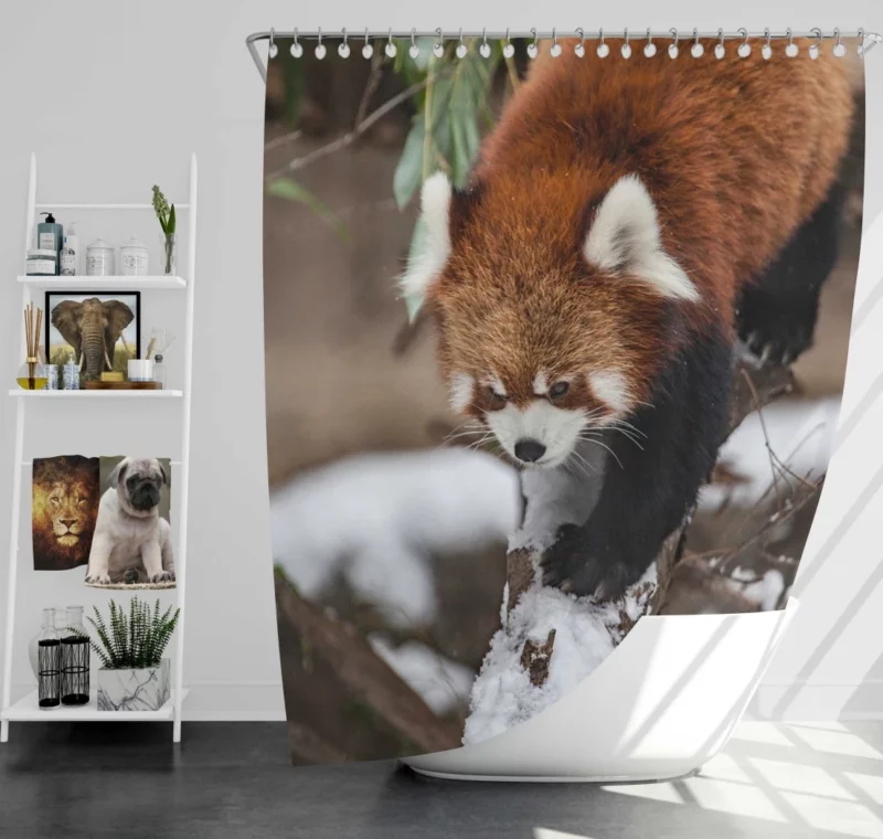 Red Panda Urban Visit Chicago Zoo Shower Curtain