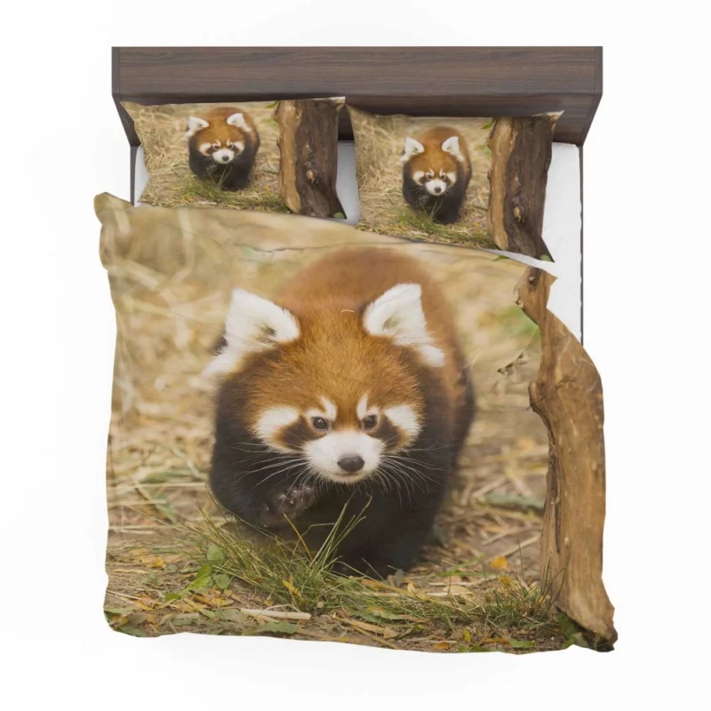 Red Panda at Chicago Zoo Bedding Set 1