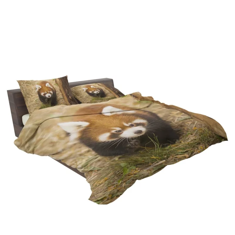 Red Panda at Chicago Zoo Bedding Set 2