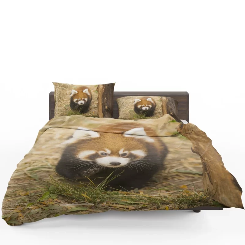 Red Panda at Chicago Zoo Bedding Set