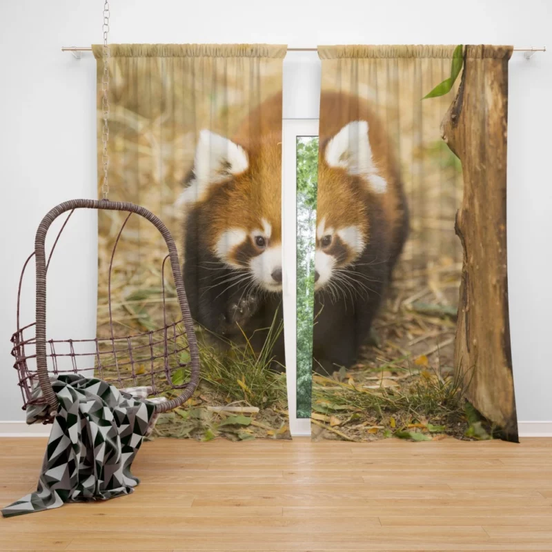 Red Panda at Chicago Zoo Curtain