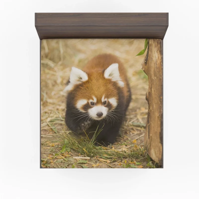 Red Panda at Chicago Zoo Fitted Sheet 1