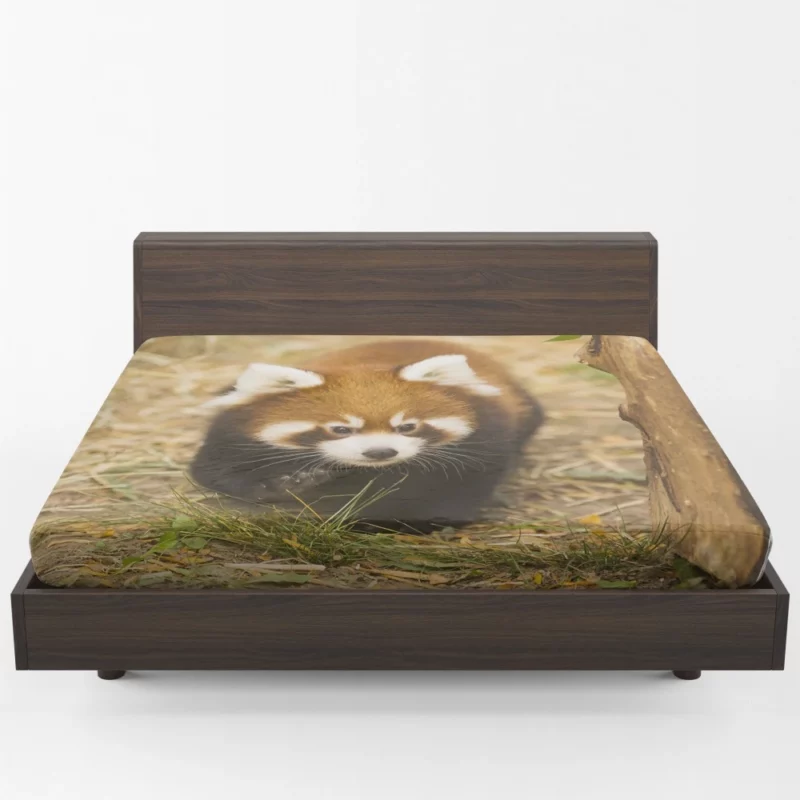 Red Panda at Chicago Zoo Fitted Sheet