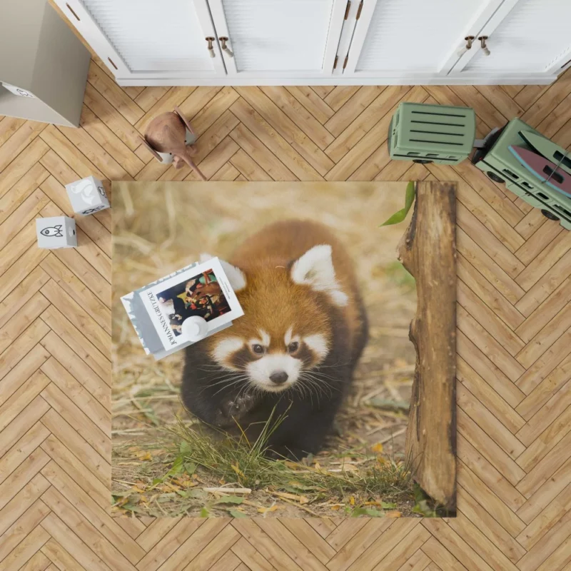 Red Panda at Chicago Zoo Rug