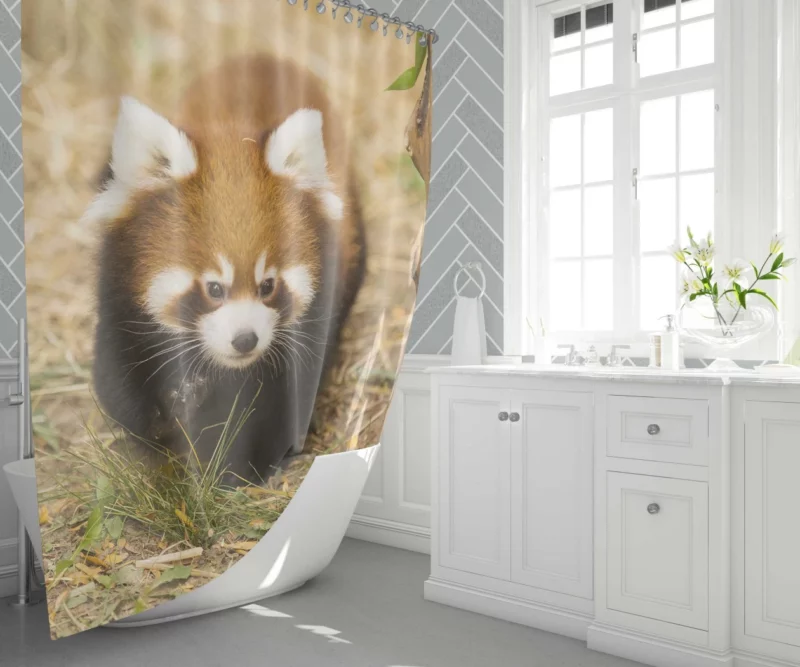 Red Panda at Chicago Zoo Shower Curtain 1