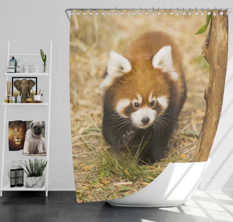 Red Panda at Chicago Zoo Shower Curtain