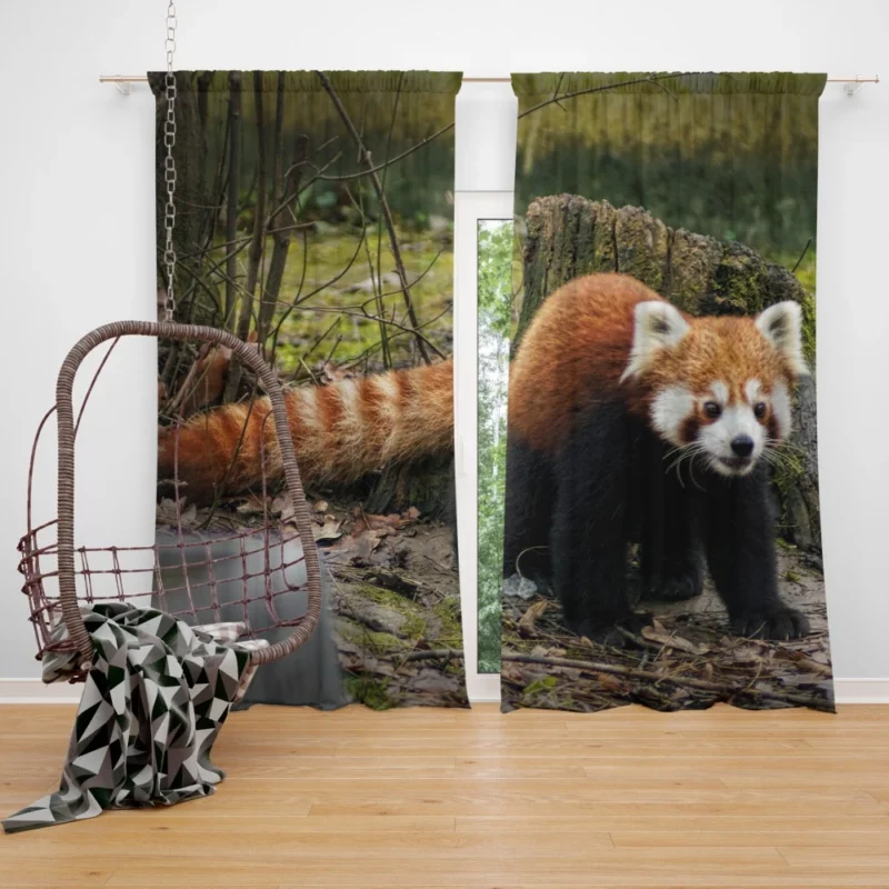 Red Panda on Stump Nature Serenity Curtain