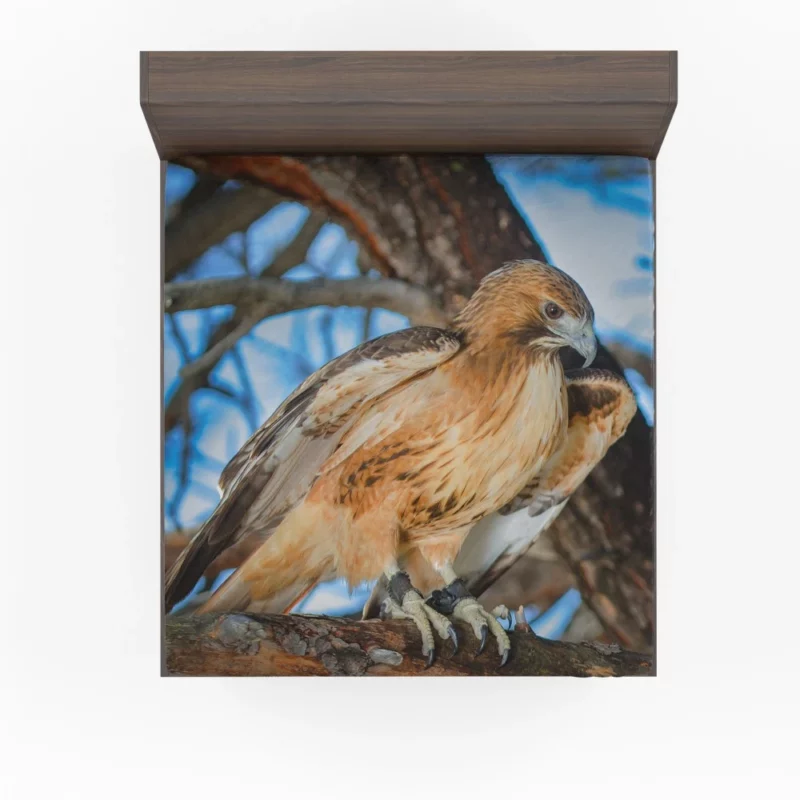 Red-Tailed Hawk Focused Gaze Hunter Stare Fitted Sheet 1