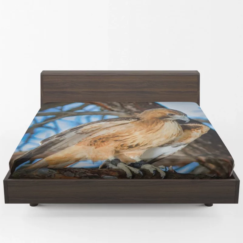 Red-Tailed Hawk Focused Gaze Hunter Stare Fitted Sheet