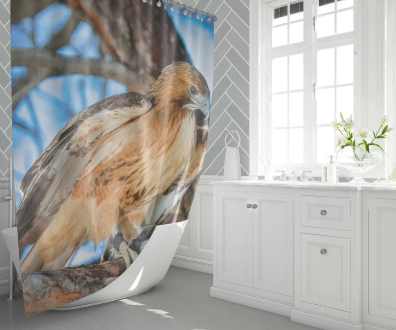 Red-Tailed Hawk Focused Gaze Hunter Stare Shower Curtain 1