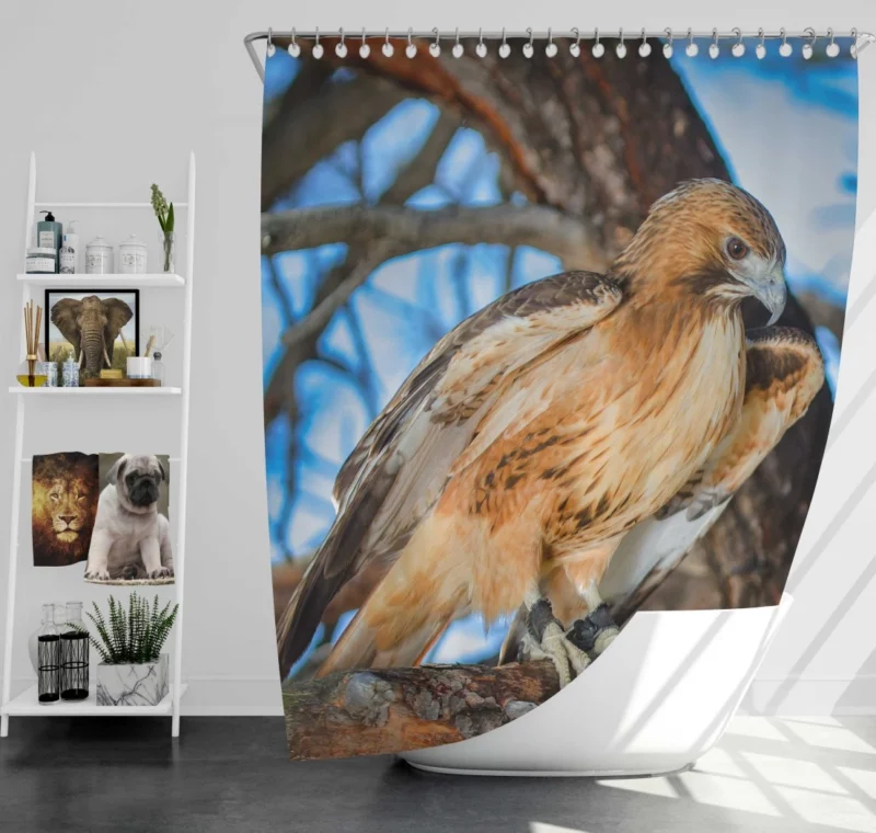 Red-Tailed Hawk Focused Gaze Hunter Stare Shower Curtain