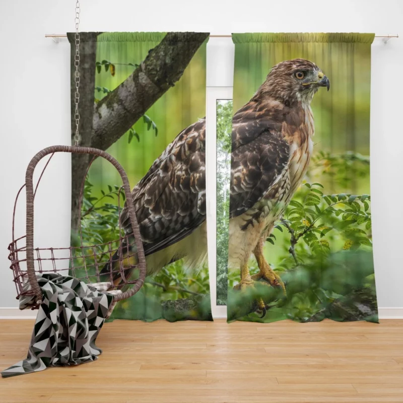 Red-Tailed Hawk Tree Perch Aerial Majesty Curtain