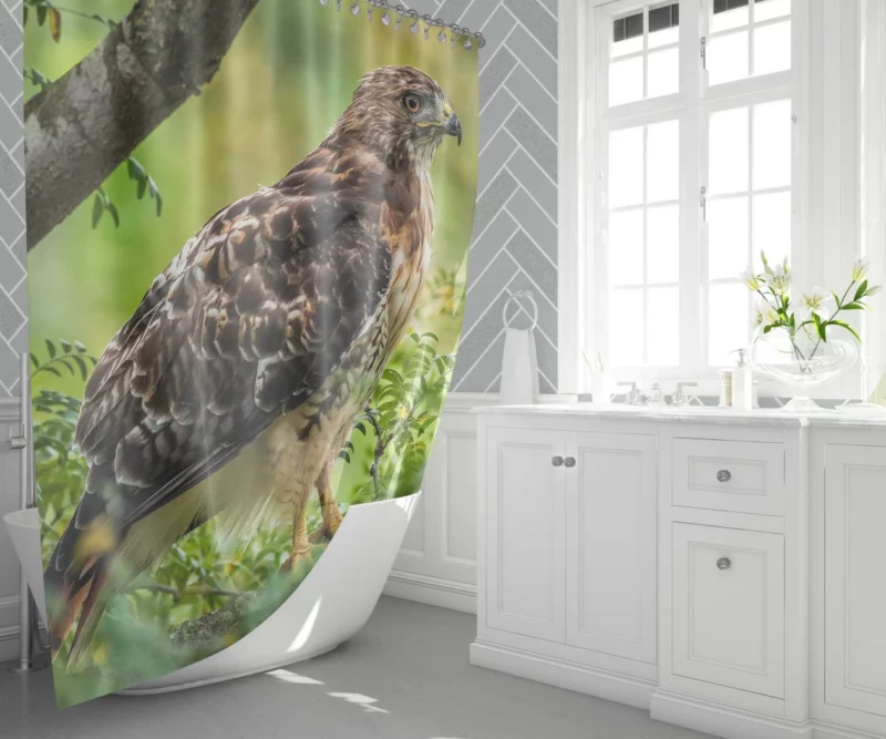 Red-Tailed Hawk Tree Perch Aerial Majesty Shower Curtain 1