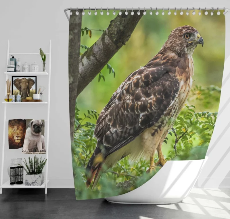 Red-Tailed Hawk Tree Perch Aerial Majesty Shower Curtain