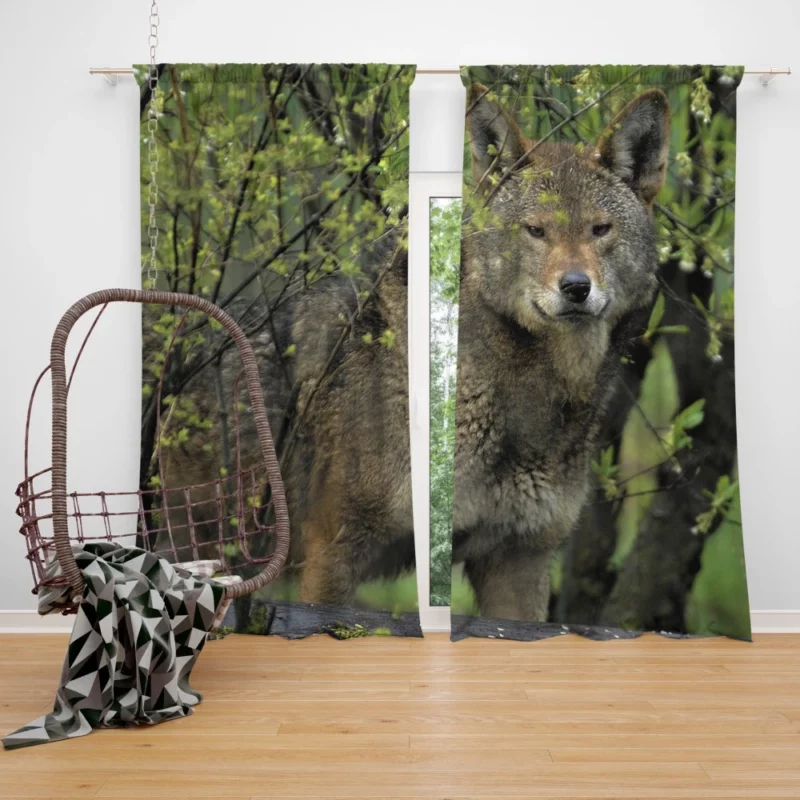 Red Wolf Intense Gaze Fiery Power Curtain