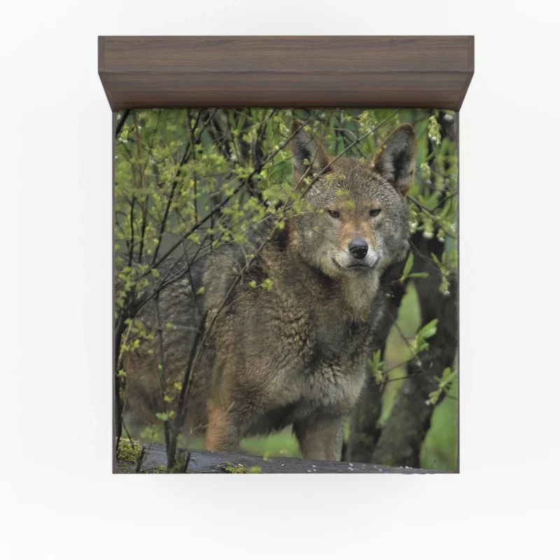 Red Wolf Intense Gaze Fiery Power Fitted Sheet 1