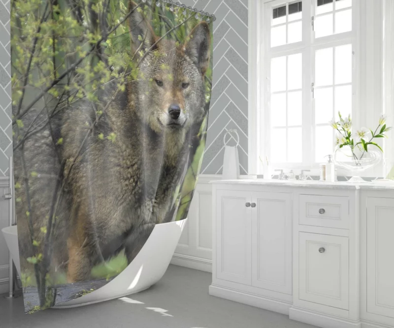 Red Wolf Intense Gaze Fiery Power Shower Curtain 1