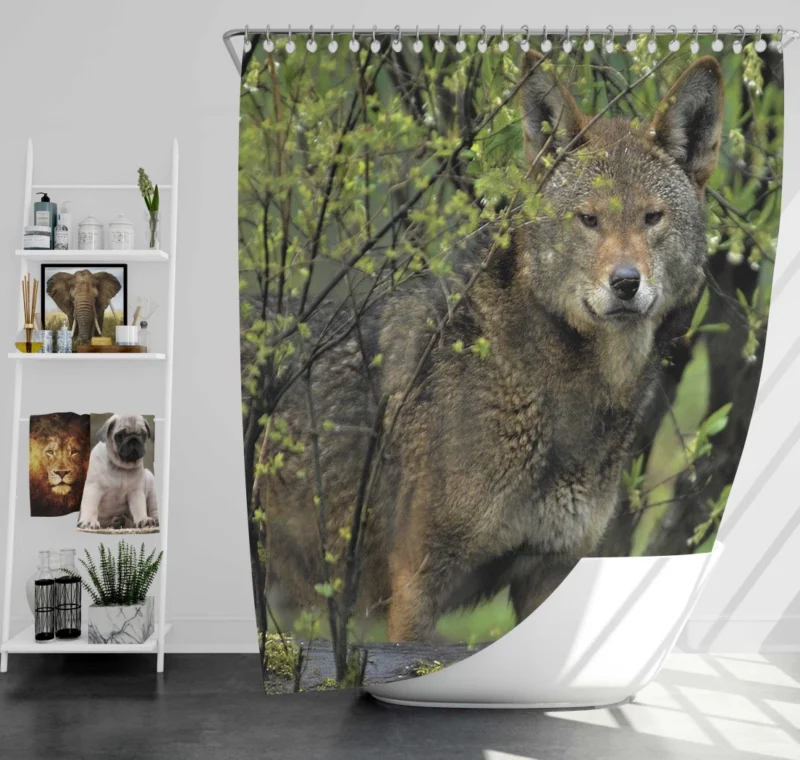 Red Wolf Intense Gaze Fiery Power Shower Curtain