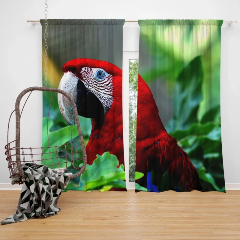 Red-and-green Macaw Vibrant Beauty Scarlet Delight Curtain