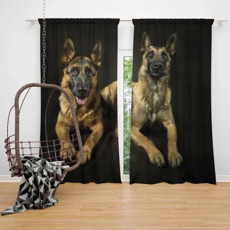 Regal German Shepherds Canine Majesty Curtain