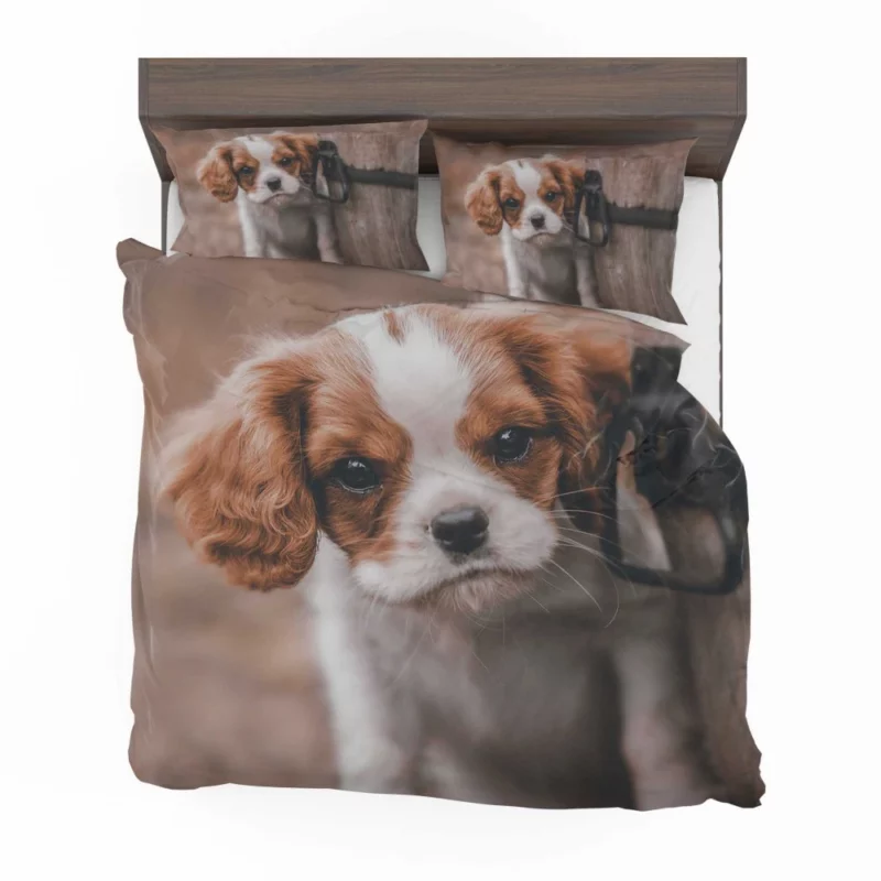 Regal King Charles Spaniel Bedding Set 1