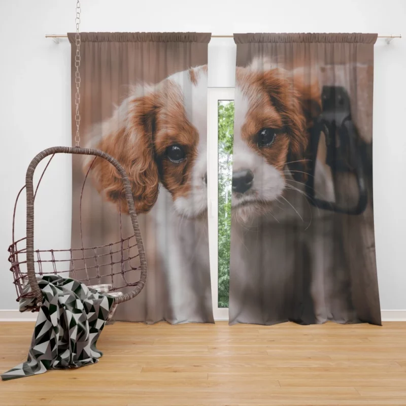 Regal King Charles Spaniel Curtain