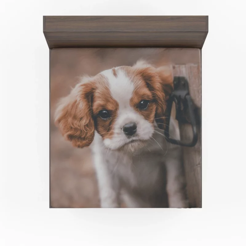 Regal King Charles Spaniel Fitted Sheet 1