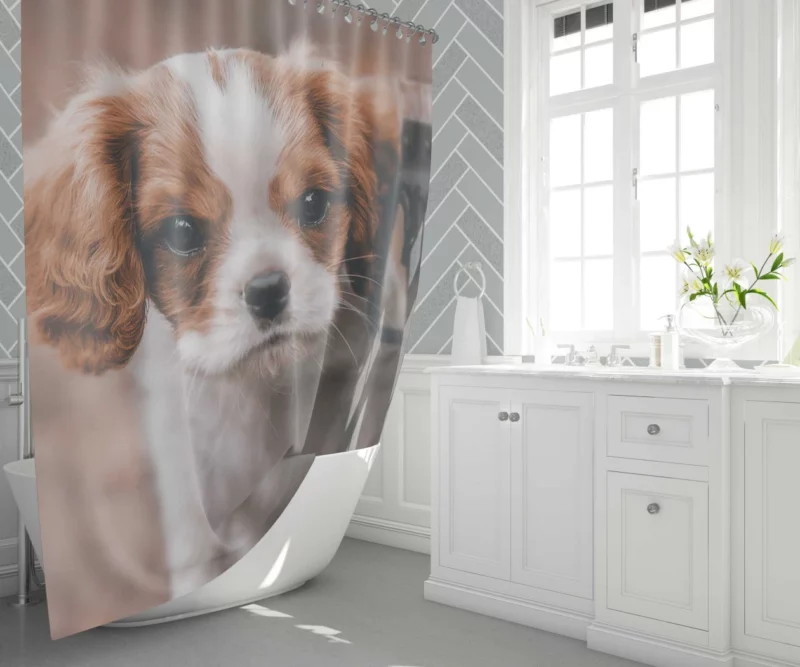 Regal King Charles Spaniel Shower Curtain 1