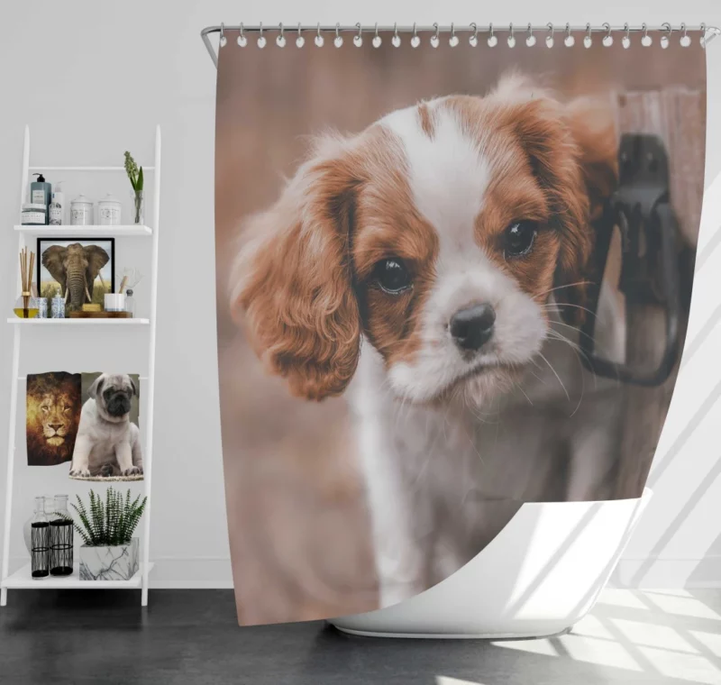 Regal King Charles Spaniel Shower Curtain