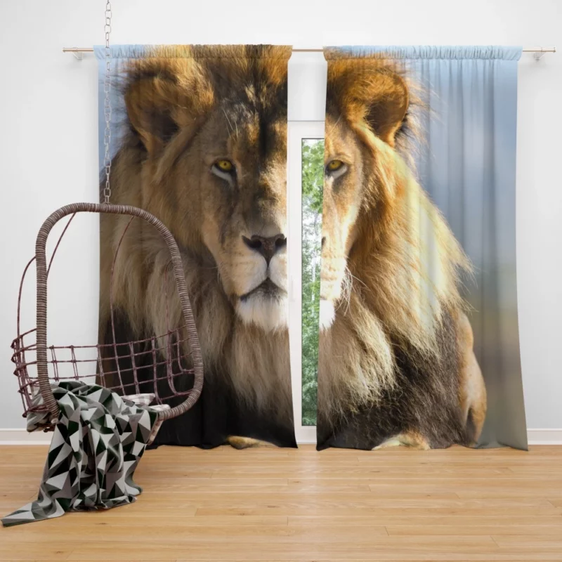 Regal Lion Dominance Wilderness Majesty Curtain