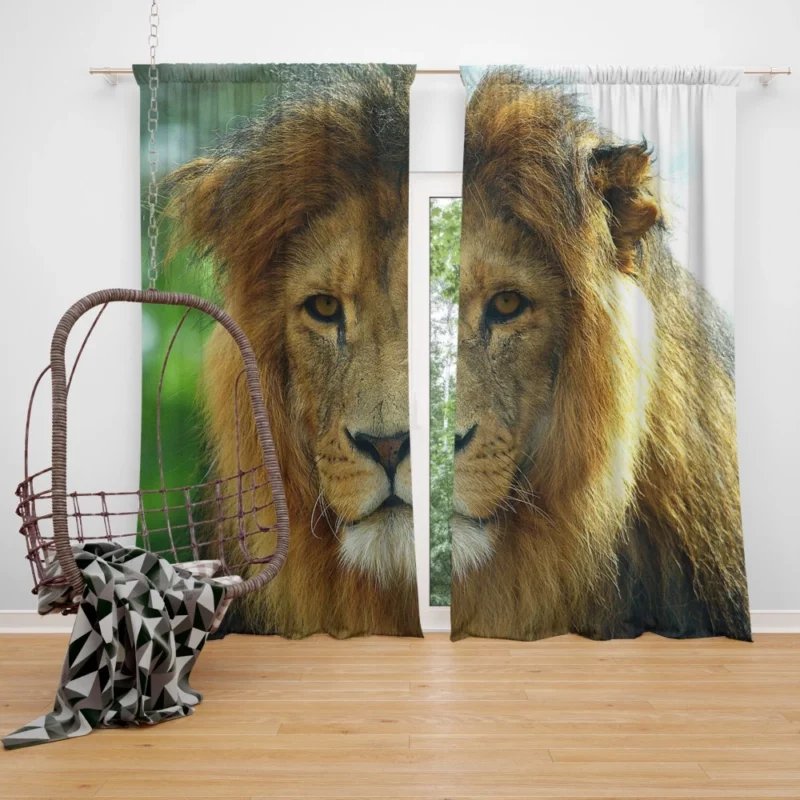 Regal Lion Expressive Face Majestic Presence Curtain