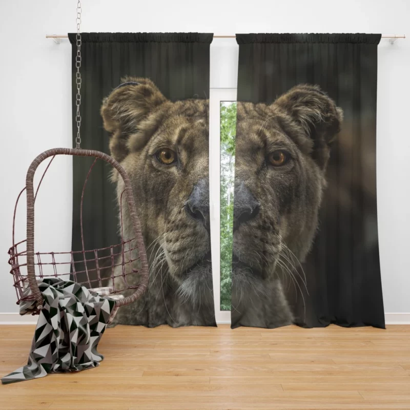 Regal Lion Gaze Wilderness Majesty Curtain