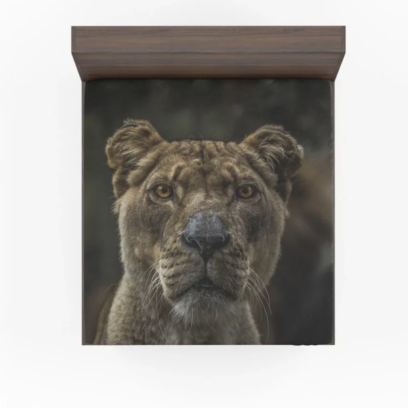 Regal Lion Gaze Wilderness Majesty Fitted Sheet 1