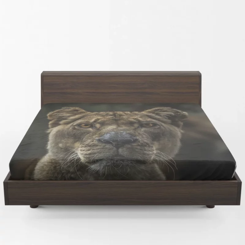 Regal Lion Gaze Wilderness Majesty Fitted Sheet