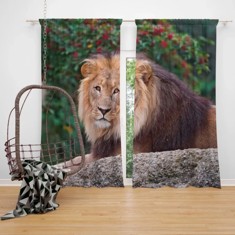 Regal Lion Monarch of Savannah Curtain