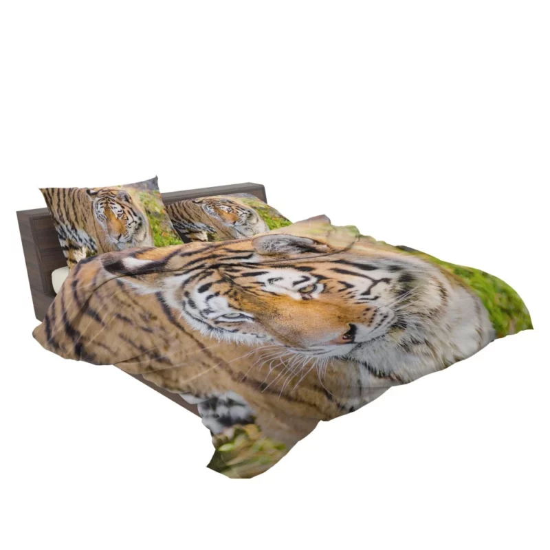 Regal Siberian Tiger Wilderness Majesty Bedding Set 2