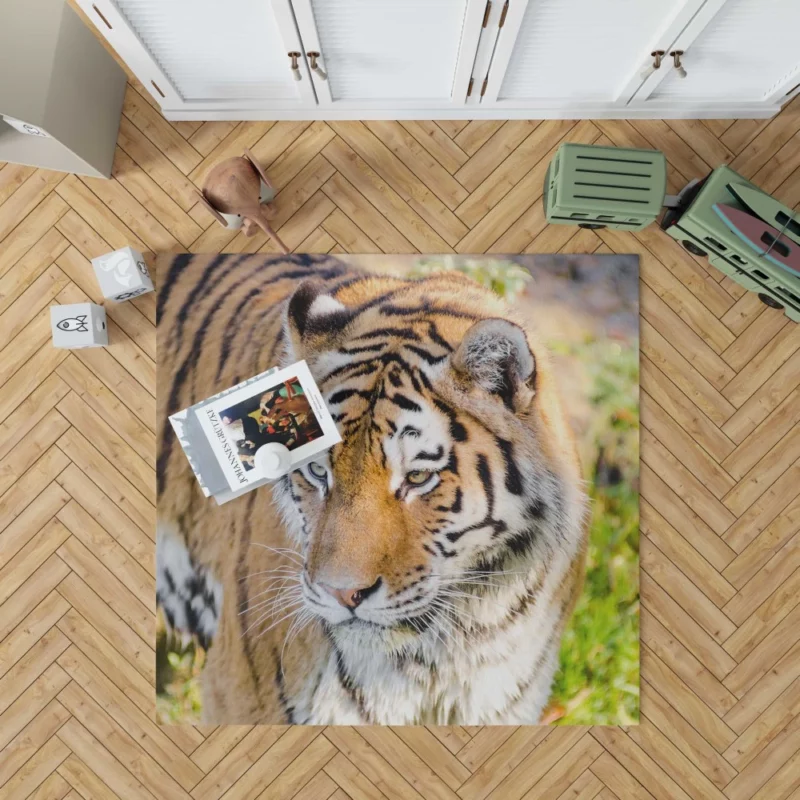 Regal Siberian Tiger Wilderness Majesty Rug