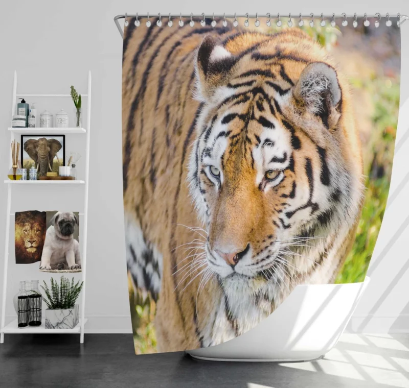 Regal Siberian Tiger Wilderness Majesty Shower Curtain