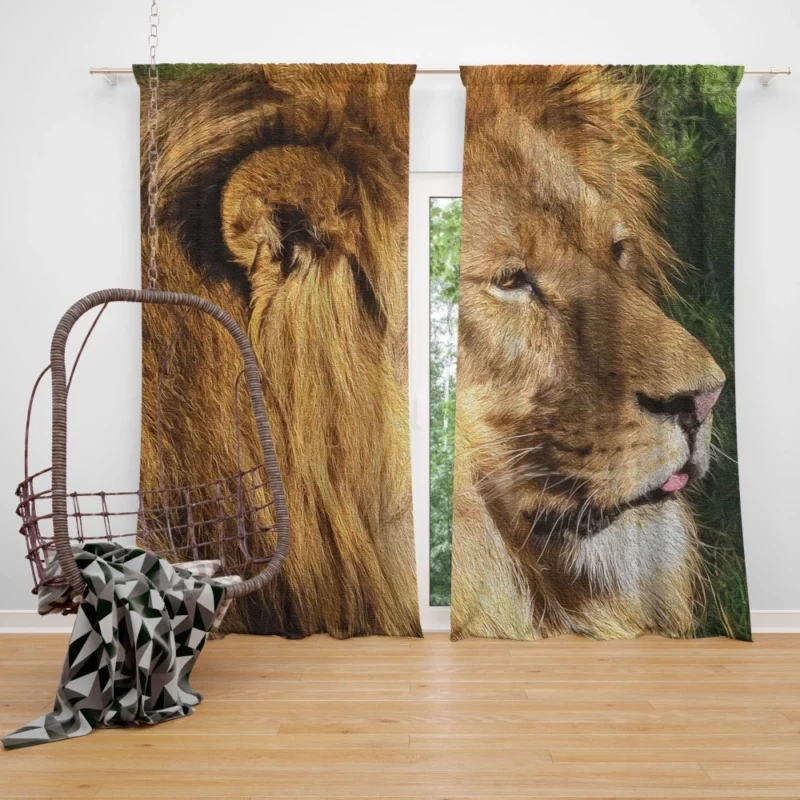 Regal Stance Lion Kingly Presence Curtain